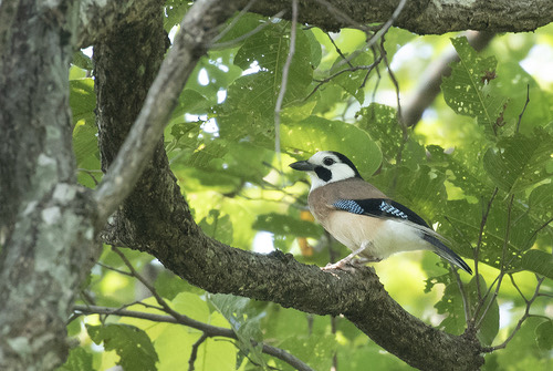 White-faced Jay · Garrulus glandarius leucotis