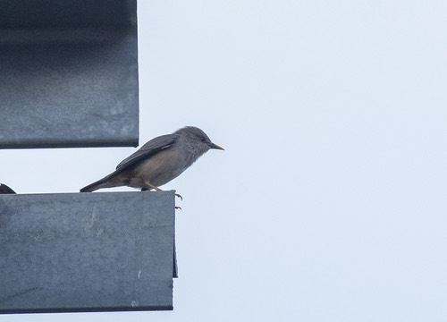 นกกิ้งโครงแกลบหัวเทา · Chestnut-tailed Starling · Sturnia malabarica