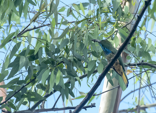 นกจาบคาเคราน้ำเงิน · Blue-bearded Bee-eater · Nyctyornis athertoni