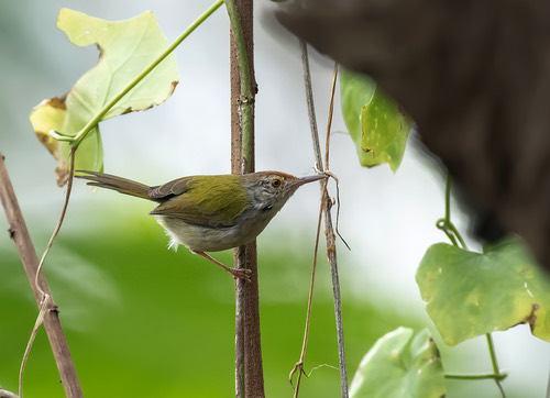 นกกระจิบธรรมดา · Common Tailorbird · Orthotomus sutorius