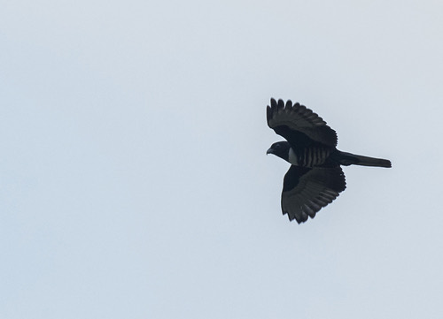 เหยี่ยวกิ้งก่าสีดำ · Black Baza · Aviceda leuphotes