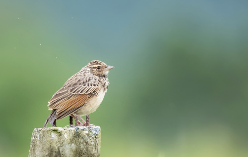 นกจาบฝนปีกแดง · Indochinese Bushlark · Plocealauda erythrocephala