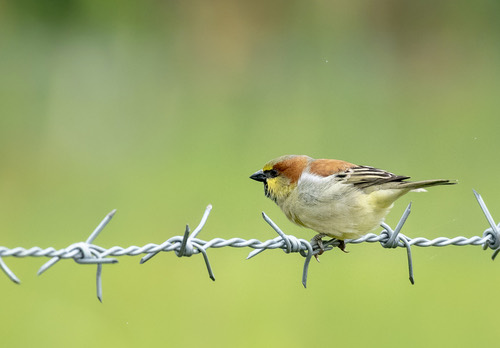 นกกระจอกตาล · Plain-backed Sparrow · Passer flaveolus