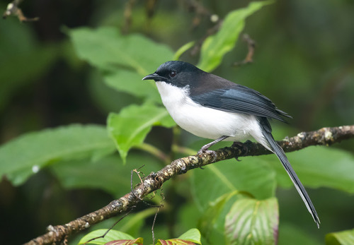 นกหางรำดำ · Black-backed Sibia · Heterophasia melanoleuca