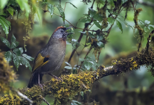 นกกะรางหัวแดง · Silver-eared Laughingthrush · Trochalopteron melanostigma