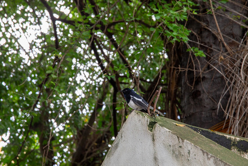 นกกางเขนบ้าน · Oriental Magpie-Robin · Copsychus saularis