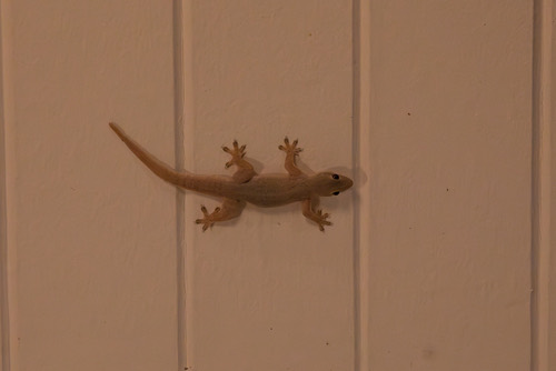 จิ้งจกบ้านหางแบน · Flat-tailed House Gecko · Hemidactylus platyurus