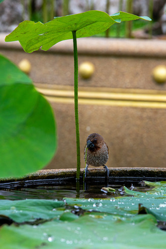 นกกระติ๊ดขี้หมู · Scaly-breasted Munia · Lonchura punctulata
