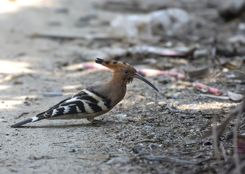 นกกะรางหัวขวาน · Common Hoopoe · Upupa epops