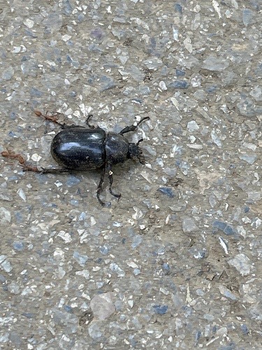ด้วงกว่างสยาม · Siamese Rhinoceros Beetle · Xylotrupes socrates