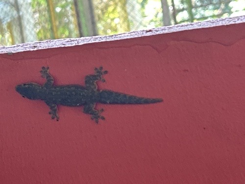 จิ้งจกบ้านหางแบน · Flat-tailed House Gecko · Hemidactylus platyurus