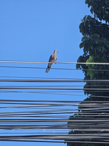 นกเขาใหญ่ · Spotted Dove · Spilopelia chinensis