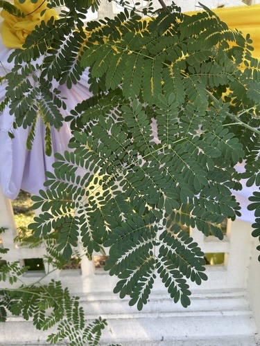 หางนกยูงไทย · peacock flower · Caesalpinia pulcherrima