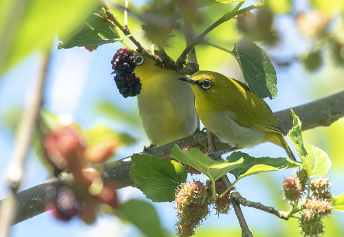นกแว่นตาขาวสีทอง · Indian White-eye · Zosterops palpebrosus