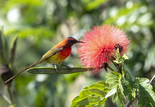 นกกินปลีหางยาวคอสีฟ้า · Mrs. Gould's Sunbird · Aethopyga gouldiae