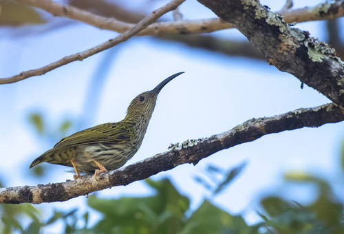 นกปลีกล้วยลาย · Streaked Spiderhunter · Arachnothera magna