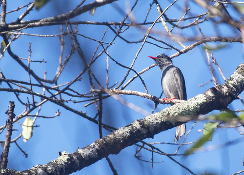 นกปรอดดำ · Black Bulbul · Hypsipetes leucocephalus