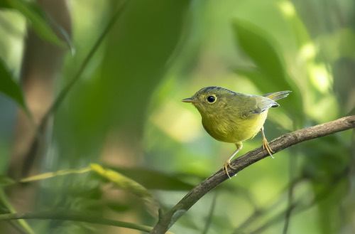 นกกระจ้อยวงตาสีทองหัวเทา · Gray-crowned Warbler · Phylloscopus tephrocephalus