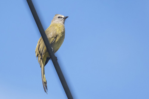 นกปรอดหัวตาขาว · Flavescent Bulbul · Pycnonotus flavescens