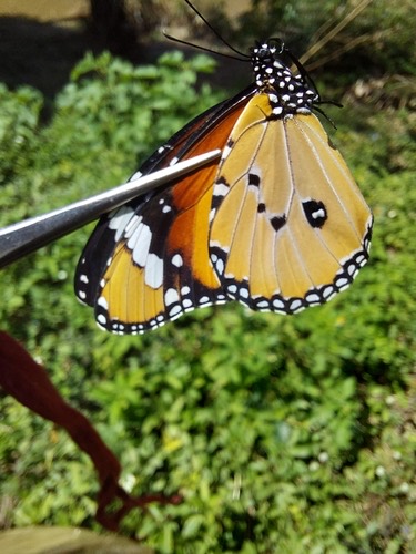 ผีเสื้อหนอนใบรักธรรมดา · Plain Tiger Butterfly · Danaus chrysippus