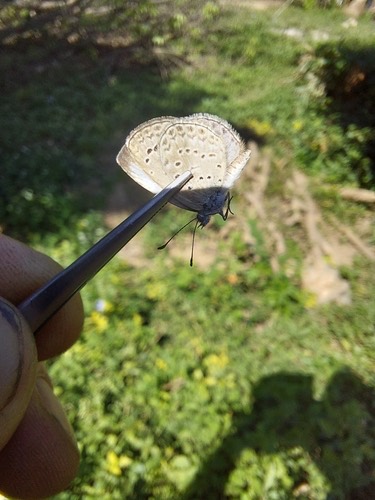 ผีเสื้อฟ้าเซลล์จุดป่าสูง · Pale Grass Blue · Pseudozizeeria maha