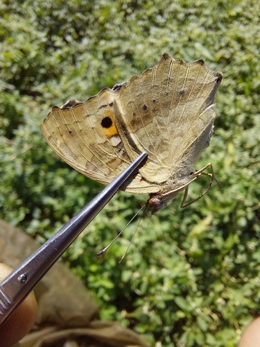 ผีเสื้อแพนซีสีตาล · Lemon Pansy · Junonia lemonias