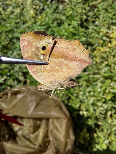 ผีเสื้อแพนซีสีตาล · Lemon Pansy · Junonia lemonias