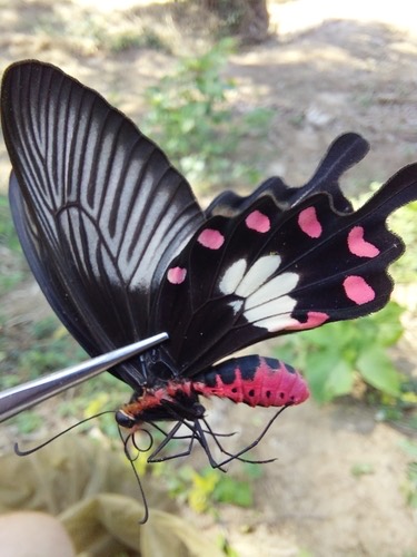 ผีเสื้อหางตุ้มจุดชมพู · Common Rose Swallowtail · Pachliopta aristolochiae