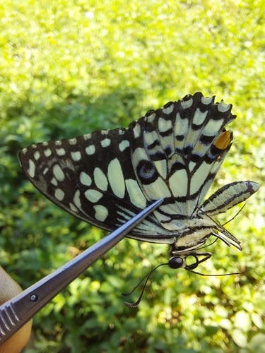 ผีเสื้อหนอนมะนาว · Lime Swallowtail · Papilio demoleus