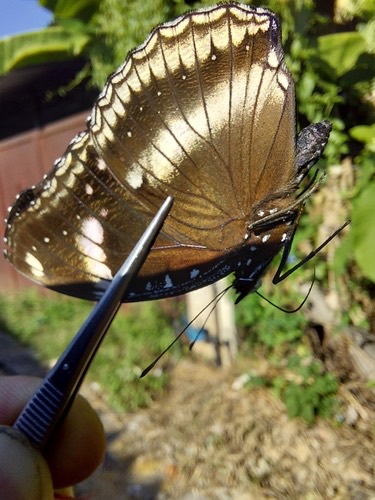 ผีเสื้อปีกไข่ใหญ่ · Great Eggfly · Hypolimnas bolina