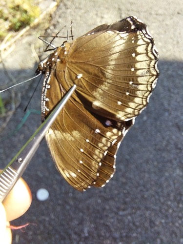 ผีเสื้อปีกไข่ใหญ่ · Great Eggfly · Hypolimnas bolina