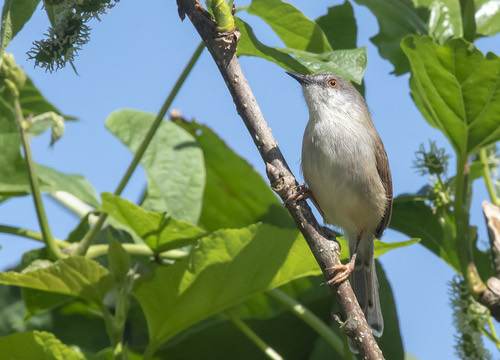 นกกระจิบหญ้าสีข้างแดง · Rufescent Prinia · Prinia rufescens