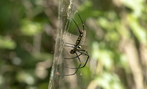 แมงมุมใยทองท้องขนาน · Giant Golden Orbweaver · Nephila pilipes