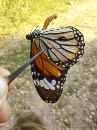 ผีเสื้อหนอนข้าวสารลายเสือ · Common Tiger Butterfly · Danaus genutia