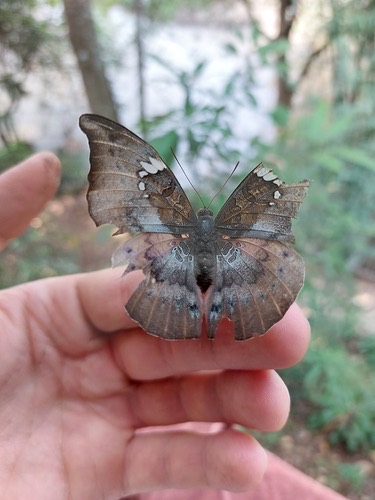 ผีเสื้อบารอนเทา · Grey Baron · Euthalia anosia