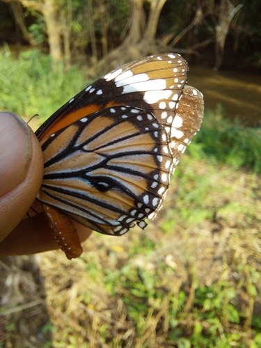 ผีเสื้อหนอนข้าวสารลายเสือ · Common Tiger Butterfly · Danaus genutia