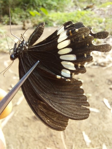 ผีเสื้อหางติ่งธรรมดา · Common Mormon Swallowtail · Papilio polytes