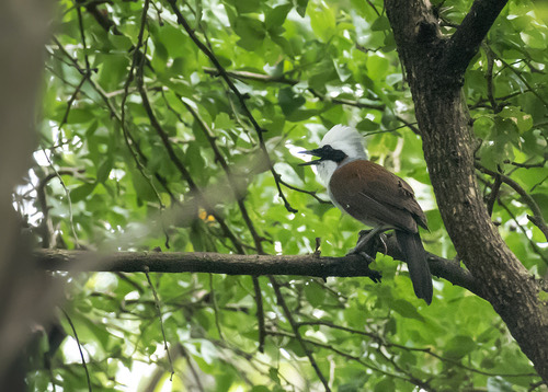 นกกะรางหัวหงอก · White-crested Laughingthrush · Garrulax leucolophus