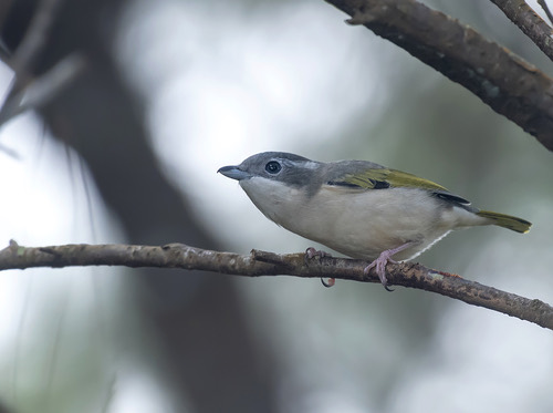 นกเสือแมลงปีกแดง · White-browed Shrike-Babbler · Pteruthius aeralatus