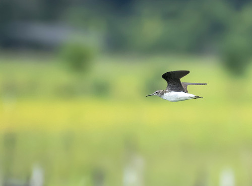 นกชายเลนเขียว · Green Sandpiper · Tringa ochropus