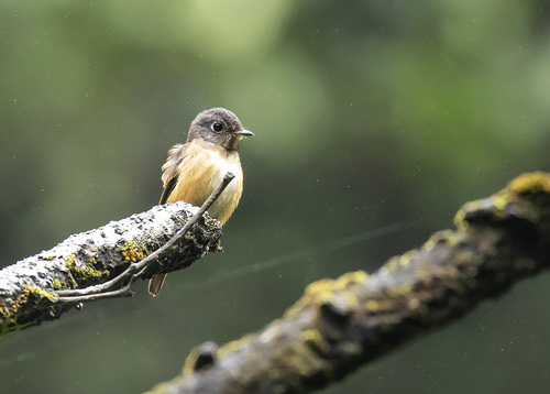 นกจับแมลงสีน้ำตาลแดง · Ferruginous Flycatcher · Muscicapa ferruginea