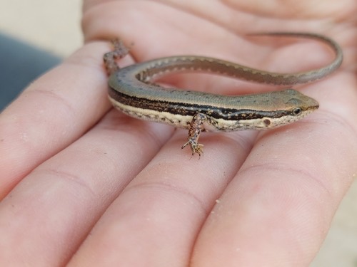 จิ้งเหลนภูเขาเกล็ดเรียบ · Spotted Forest Skink · Sphenomorphus maculatus