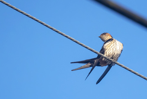 นกนางแอ่นตะโพกแดง · Eastern Red-rumped Swallow · Cecropis daurica
