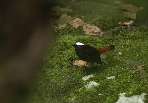 นกเขนหัวขาวท้ายแดง · White-capped Redstart · Phoenicurus leucocephalus