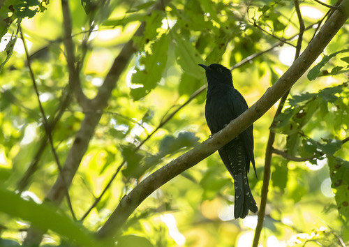 นกคัคคูแซงแซว · Square-tailed Drongo-Cuckoo · Surniculus lugubris