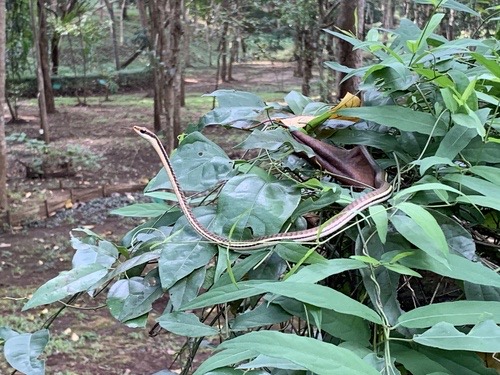 งูสายม่านพระอินทร์ · Painted Bronzeback · Dendrelaphis pictus