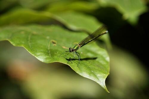 แมลงปอเข็มลำธารท้องขาว · Mnais andersoni
