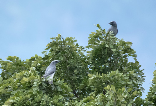 Oriental Cuckooshrike · Coracina javensis
