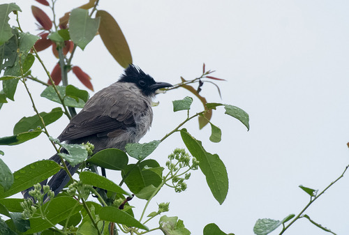 นกปรอดหัวสีเขม่า · Sooty-headed Bulbul · Pycnonotus aurigaster