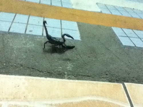 แมงป่องช้างลาว · Laotian Giant Scorpion · Heterometrus laoticus